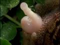 Harmaphrodite