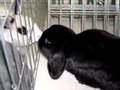Adopt Raisin Applesauce