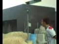 Polillo jugando en la arena