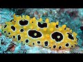 Fiji Rendezvous Diving