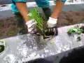 さつまいもの苗を植えたよ～！