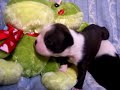 Jaclyn and Kate Brindle Boston Terrier puppies at 3 wks Jaclyn and Kate Brindle Boston Terrier puppies at 3 wks