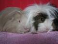 Smurfenlied wordt Cavia Lied