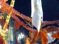 San Gejtanu 2008
