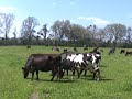 Kurtz and Sons: Grass-Fed Cows