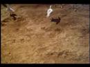 Fladston ! the crippled duck - o pato manco