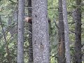 Pine Marten Pine Marten