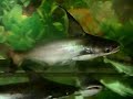 Pangasius sanitswongi (Challenger)