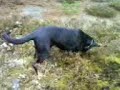 happy-dog.html