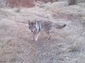Daily Coyote - Charlie Running