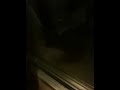 Catbook Movie: Rockey the raccoon