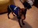 Floyd the doberman sad-triste