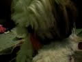 My Shih Tzu eating a carrot