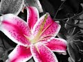SLIDESHOW