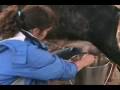 videos de Chores Movie