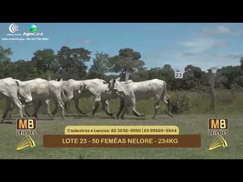 540� LEIL�O VIRTUAL MB LEIL�ES