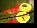 koi 001