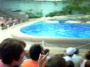 Dolphinshow