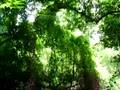 Bluebonnet Swamp Scene