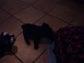 Bébé Bouledogues