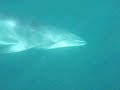 This Minke Whale was spotted off Point Howe by Brendon King in his fishing boat. Accompanied by dolphins and fish, the minke whale played around the boat, curious and exploring. According to Adrian Ooosterman, visiting whale specialist to Norfolk Island, this is uncharacteristic of Minke Whales, making this moment very unique and special for all involved.
