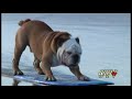 Tillman the Skateboarding Bulldog Skates, Skimboards, and SURFS!!