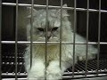 在台中豐原的動物醫院希望有心好好照顧牠一輩子的人能認養牠