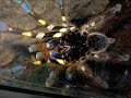 Poecilotheria female fight Poecilotheria female fight