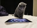 Ipad Gamer Kitty