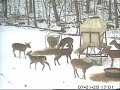 Albino Buck Albino Buck