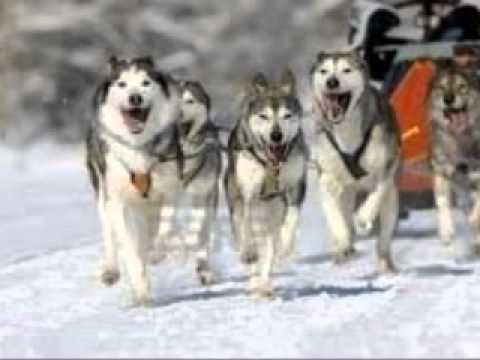 stonefox