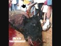 SUCIA TRADICION  yuraki