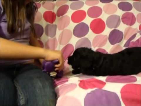 Violet An Adorable Whoodle Pup