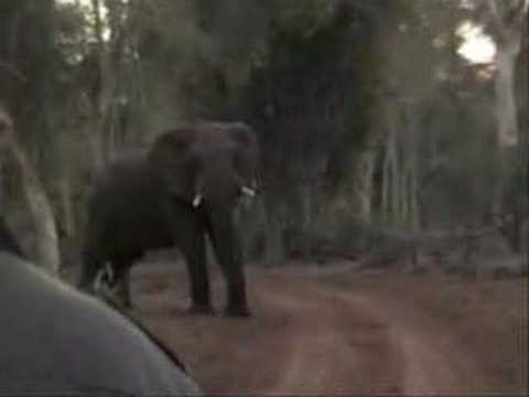 ecotraining nature quest july 07 south africa kruger park