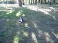 Cairn Terrier video
