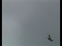 E-Flite Hawker Sea Fury first flight,with scale 5 blade prop