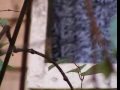 Video picaflor Hotel de France