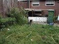 Nitro in geveht met zijn botje Nitro in geveht met zijn botje