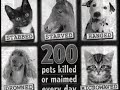 Animal Cruelty short film