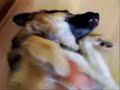 Submissive German Shepherd