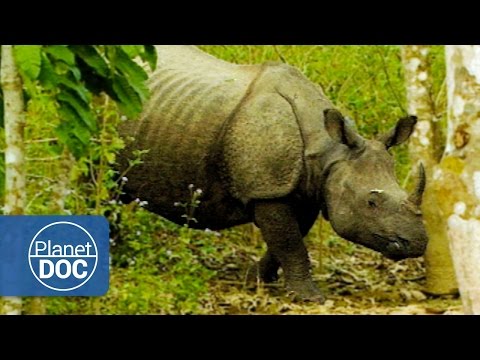 Indian Rhinoceros Full Documentary | On The Tracks Of The Unicorn - Planet Doc Full Documentaries
