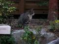 Stray Cats At My Home Part 4