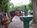Horse Tribute...AGAIN.