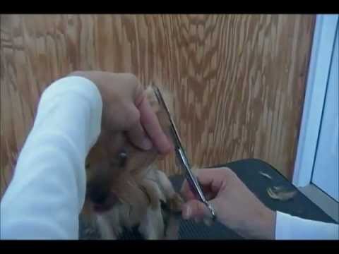 How to Groom a Yorkie in a Puppy Cut - Simply Teacups