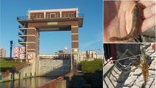 荒川ロックを制する者は夏ハゼを制す!! でっかいテナガエビも釣れました