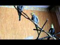 Cockatiel feather small tears Why ? help