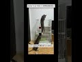 2019/7/22 その17 【共同生活8日目】#保護猫 #猫