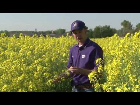 canola - K-State canola breeder, Mike Stamm would like more farmers in Kansas to grow canola as a rotational crop with wheat.