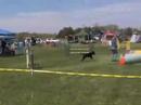 Bunker Rottie AKC trial May 23, 2008
