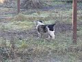 TYUKARA (N-POTAP x PATIMAT) 60 days old CAO female pup